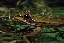 European edible frog in swamp, Europe