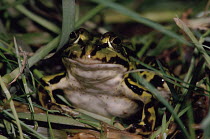 European edible frog in swamp, Europe