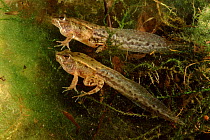 European Edible Frog froglets with tadpole tails. Italy