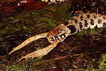 Snake eating European edible frog, Italy