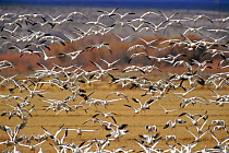 Snow geese {Chen caerulescens) mass flock flying, Bosque del Apache Reserve, New Mexico, USA
