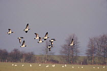Barnacle geese flying, England, UK {Branta leucopsis}