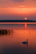 Mute swan on lake at sunset, Poleski NP, Poland {Cygnus olor}