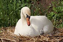 Mute swan female with chick on nest {Cygnus olor} England, UK
