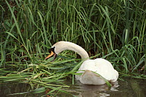 Mute swan collecting nesting material {Cygnus olor} England, UK
