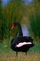Black swan portrait {Cygnus atratus} Tasmania, Australia