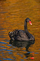 Black swan swimming {Cygnus atratus} C