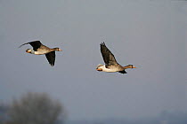 Two white fronted geese flying, Gloucestershire, England, UK {Anser albifrons}