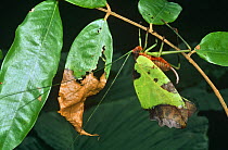 Leaf katydid (Tettigoniidae) disguised as browning leaf, Amazonian Ecuador