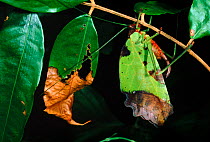 Leaf katydid (Tettigoniidae) disguised as browning leaf. Rainforest, Amazonian Ecuador.