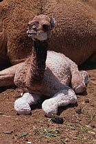 Dromedary camel calf {Camelus dromedarius} central Australia