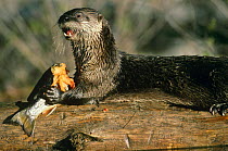 Canadian otter feeding on fish (Lutra canadensis) captive
