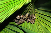 Tent building bats {Uroderma bilobaturm} roosting under palm leaf in rainforest, Panama