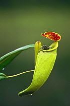 Pitcher plant {Nepenthes madagascanensis} with fly, Buschhaus, Madagascar