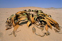Welwitschia plant, Namib Naukluft desert, Namibia