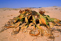 Welwitschia plant (Welwitschia mirabilis) two leaves only. Namib Naukluft desert, Namibia, Southern Africa