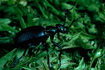 Oil beetle (Meloe proscarabaeus} Scotland, UK.