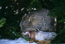 Canadian lynx {Lynx lynx canadensis} feeding on Snowshoe hare, captive, Canada.