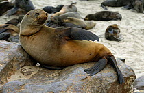 Afro-australian fur seal {Arctocephalus pusillus} relaxing on rocks, Namibia.
