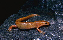 Palmate newt on rock {Triturus helveticus} Scotland, UK