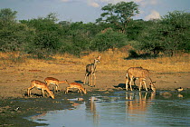 Greater kudu (Tragelaphus strepsiceros) and Impala (Aepyceros melampus) drinking at waterhole, Kruger NP, South Africa