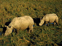 Indian rhinoceros with calf, Chitwan NP, Nepal, India.