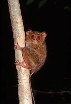 Spectral tarsier (Tarsius tarsier / spectrum / fuscus). Sulawesi, Indonesia