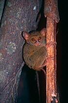 Spectral tarsier {Tarsius tarsier / spectrum / fuscus} Tangkoko NP, Sulawesi, Indonesia.