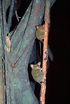 Spectral tarsiers (Tarsius tarsier / spectrum / fuscus) Tangkoko NP, Sulawesi, Indonesia
