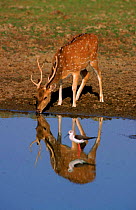 Male Chital / Spotted deer at waterhole. Ranthambore NP, India.