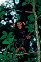 Juvenile Chimpanzee (Pan troglodytes). Ituri forest, DR Congo (formerly Zaire), Central Africa