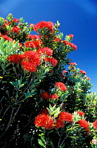 Pohutukawa tree in flower {Metrosideros excelsa} on south coast North Island New Zealand