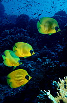 Golden butterflyfish (Chaetodon semilarvatus). Red Sea