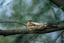 Jungle nightjar resting in tree {Caprimulgus indicus} Keoladeo Ghana NP, India