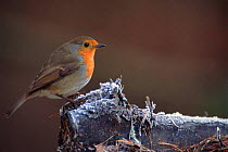 Robin on frosty perch, England UK