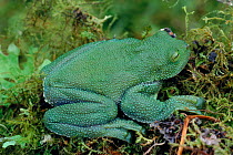 Pacific giant glass frog (Centrolenella geckoideum). NW Andes (2550m), Carchi Province, Ecuador, South America