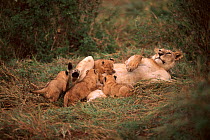Lion female suckling litter Masai Mara, Kenya