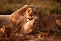 Lion females mutual grooming Masai Mara Kenya