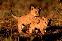 Lion cubs playing Masai Mara Kenya