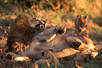 Lion cubs with irritated male, Masai Mara, Kenya