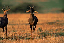 Male Topi strutting to impress female {Damaliscus lunatus} Masai Mara GR, Kenya