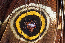 Close up on eye spots of Morpho butterfly (Morpho pelaides) La Selva, Costa Rica