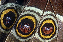 Close up on eye spots of Morpho butterfly (Morpho peleides) La Selva, Costa Rica