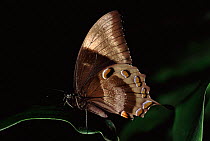 Ulysses butterfly. Wings closed {Papilio ulysses} Australia.