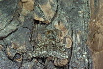 Oak beauty moth {Biston strataria} camouflaged on bark, Essex, UK.