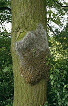 Oak processionary moth larvae clustered on tree trunk (Thaumetopoea processionea) Germany