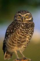 Burrowing owl {Athene cunicularia} Florida, USA