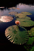 Egyptian lotus (Nymphea lotus). Okavango Delta, Botswana