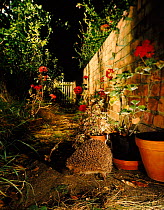 Hedgehog in cottage garden (Erinaceus europaeus). Somerset, England, UK