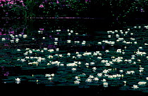 White water lilies, Perthshire, Scotland, UK